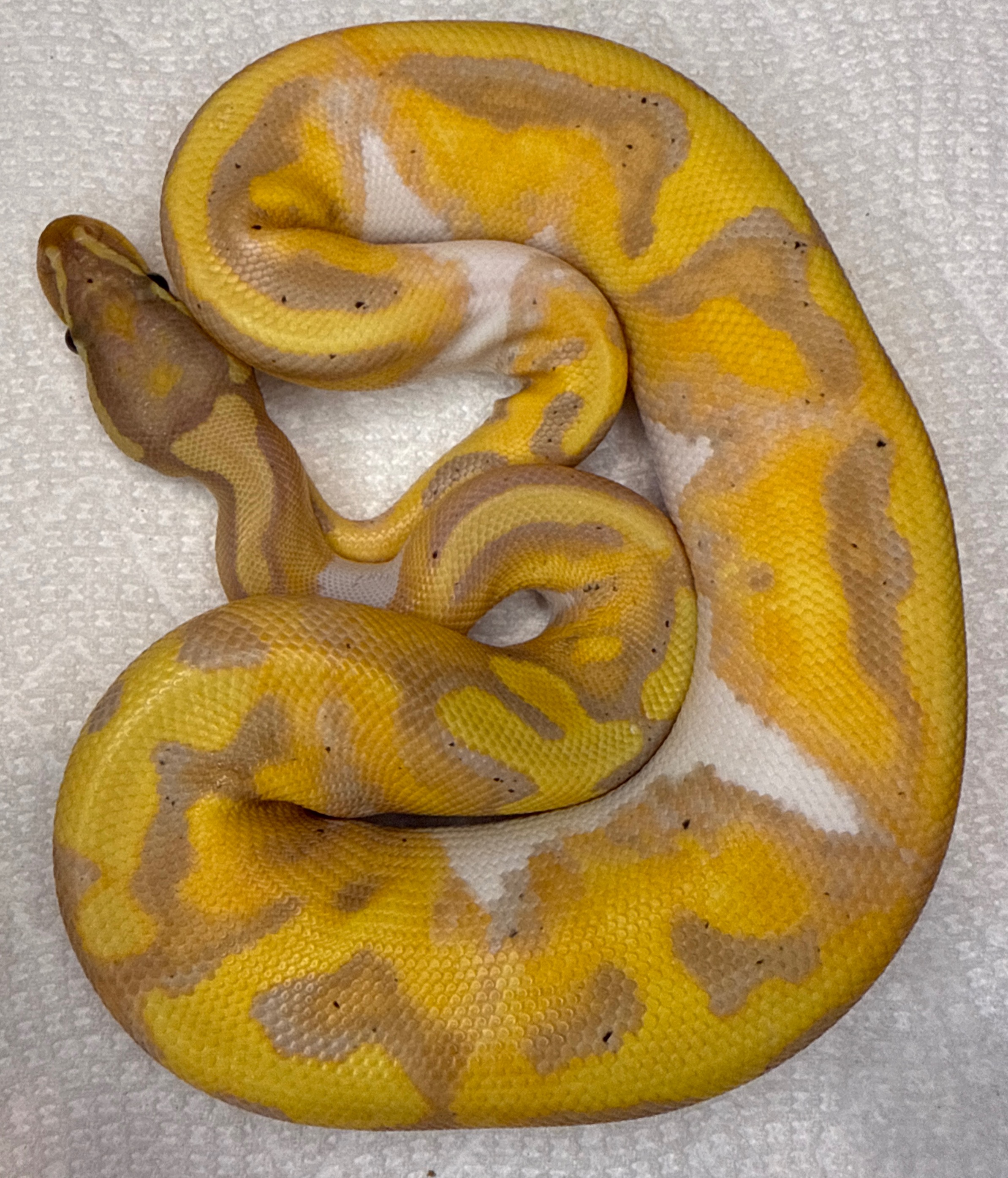 Banana Pied