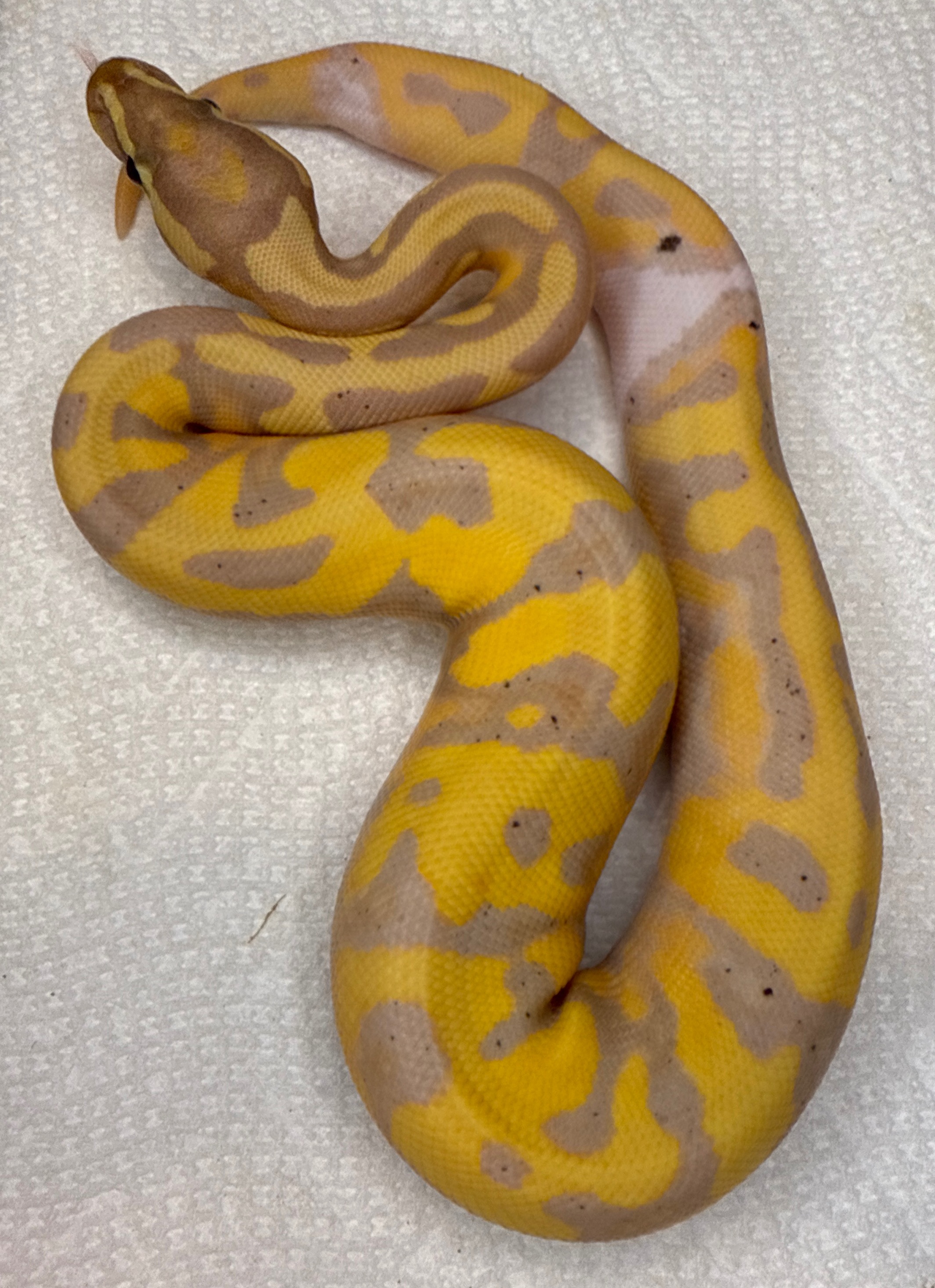 Banana Pied