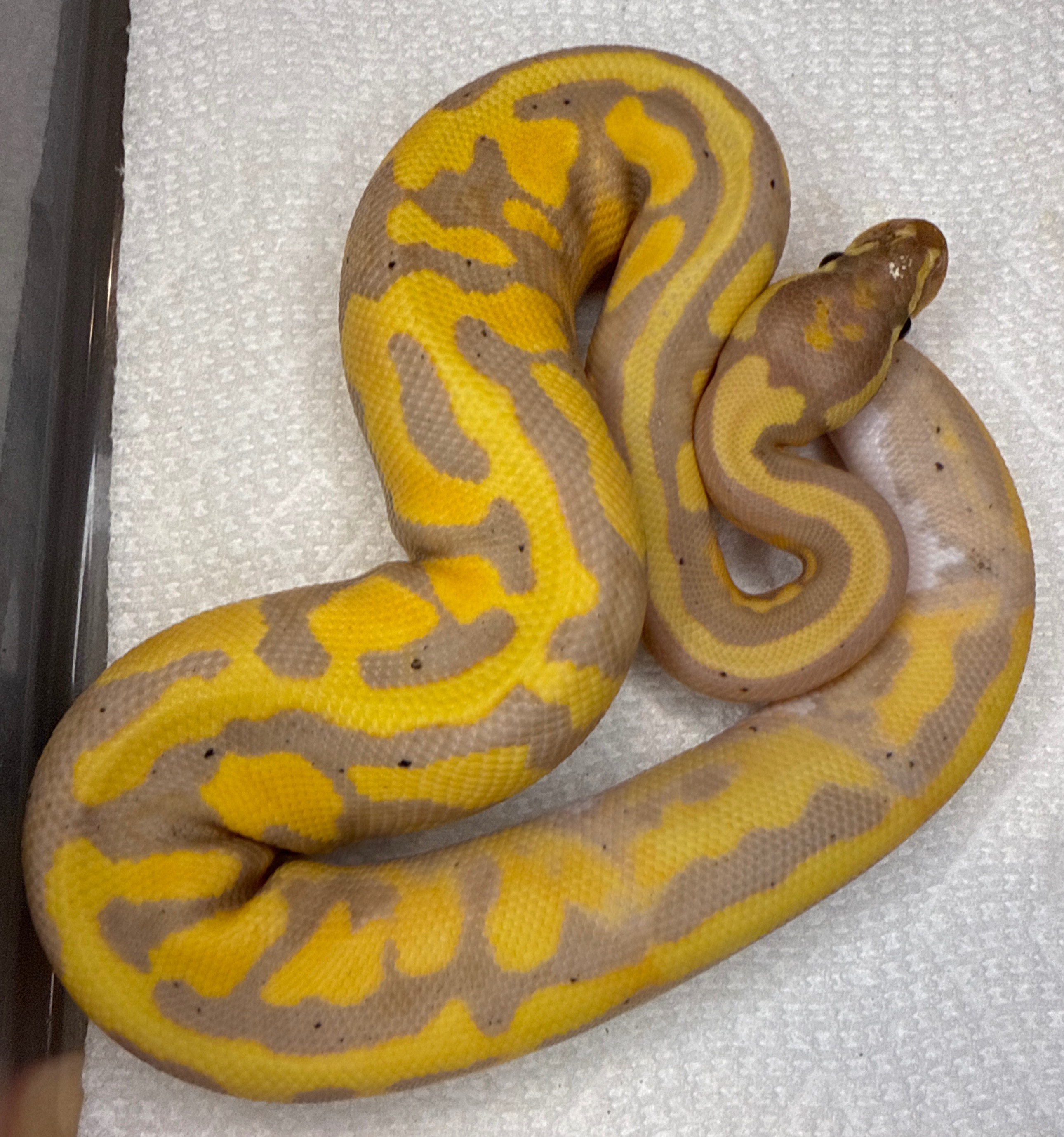 Banana Pied