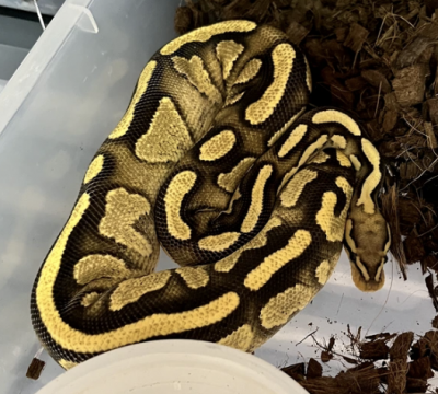 animal image
