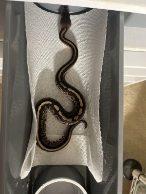 animal image