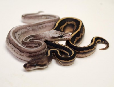 animal image