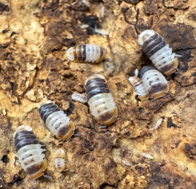 animal image