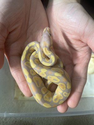 animal image