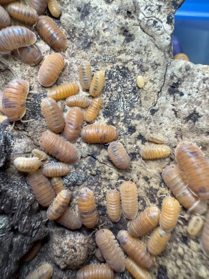animal image