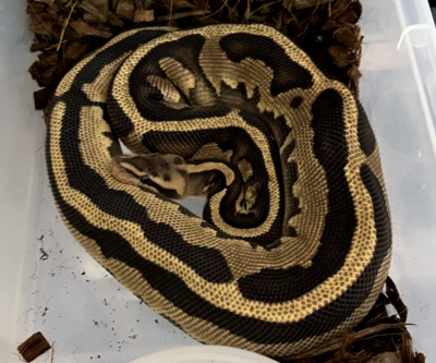 animal image