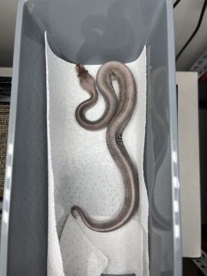 animal image