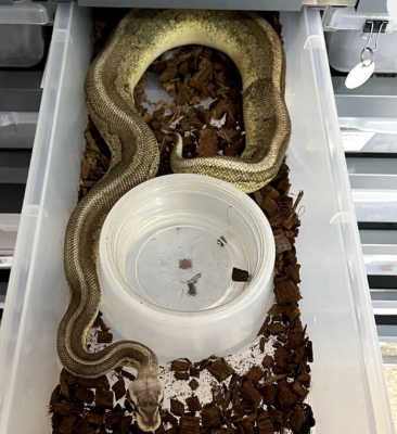 animal image