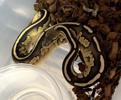 animal image