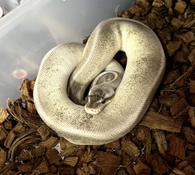 animal image
