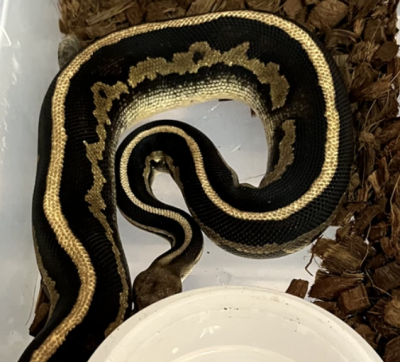 animal image