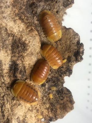 animal image