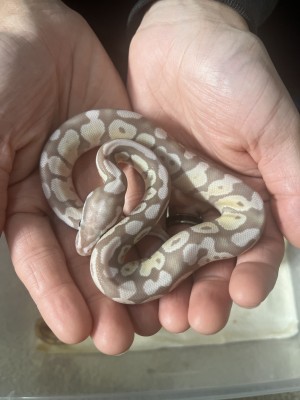 animal image