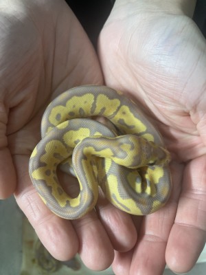 animal image