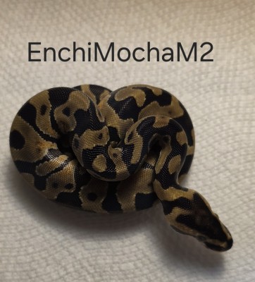 animal image