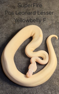 animal image