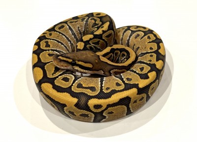 animal image