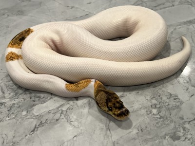 animal image