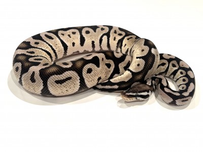 animal image
