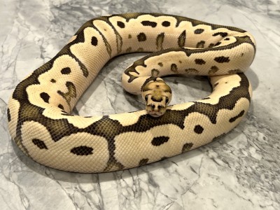 animal image