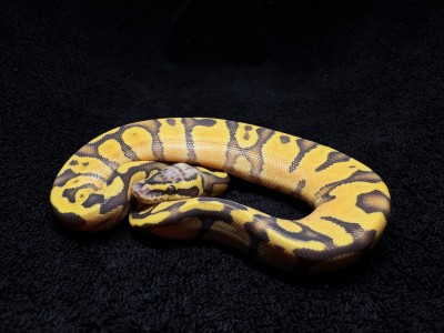animal image