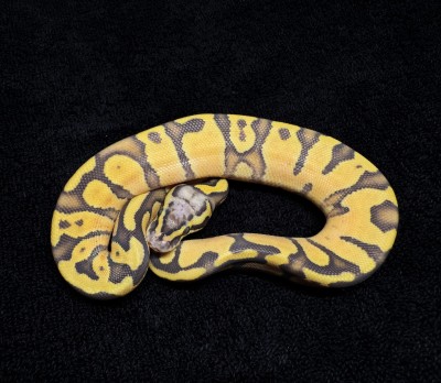 animal image