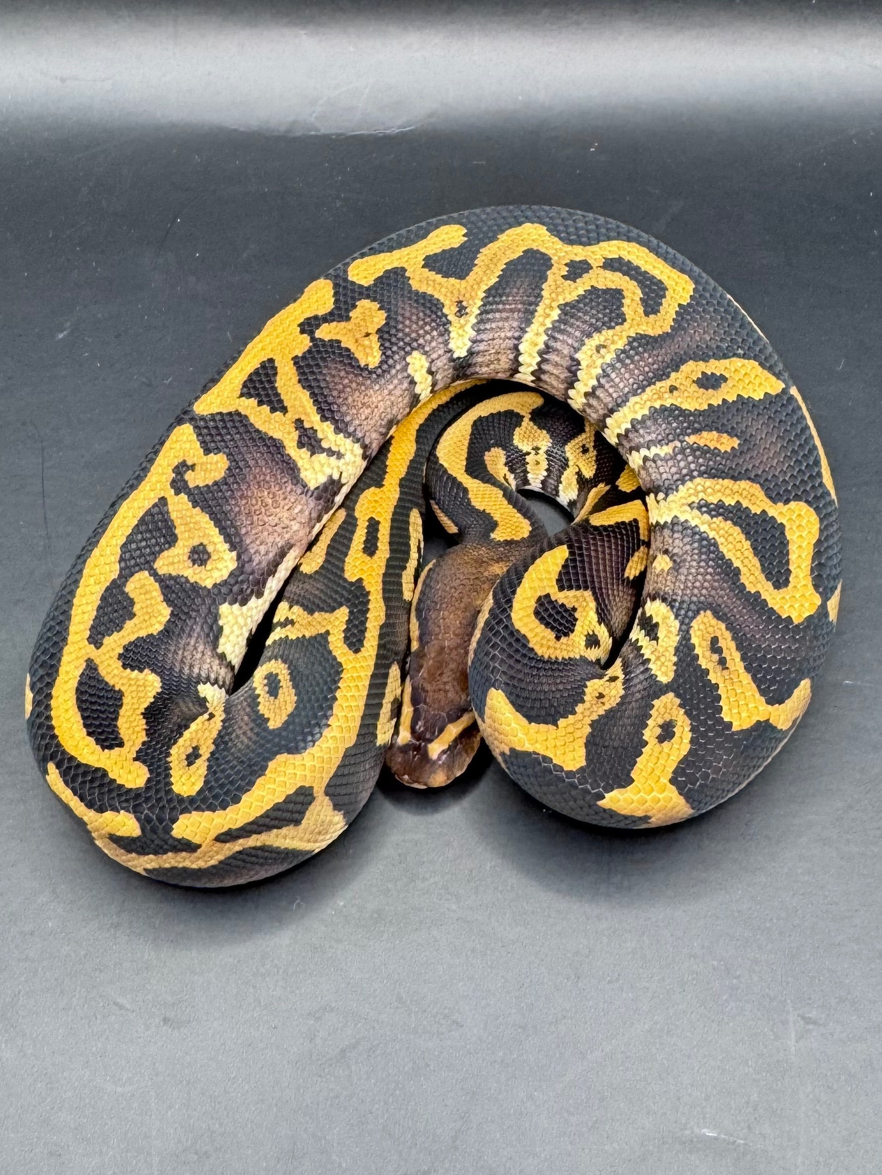 animal image