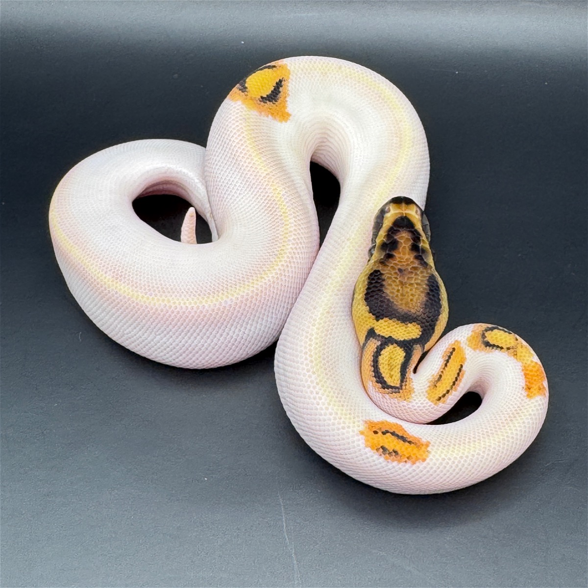 animal image