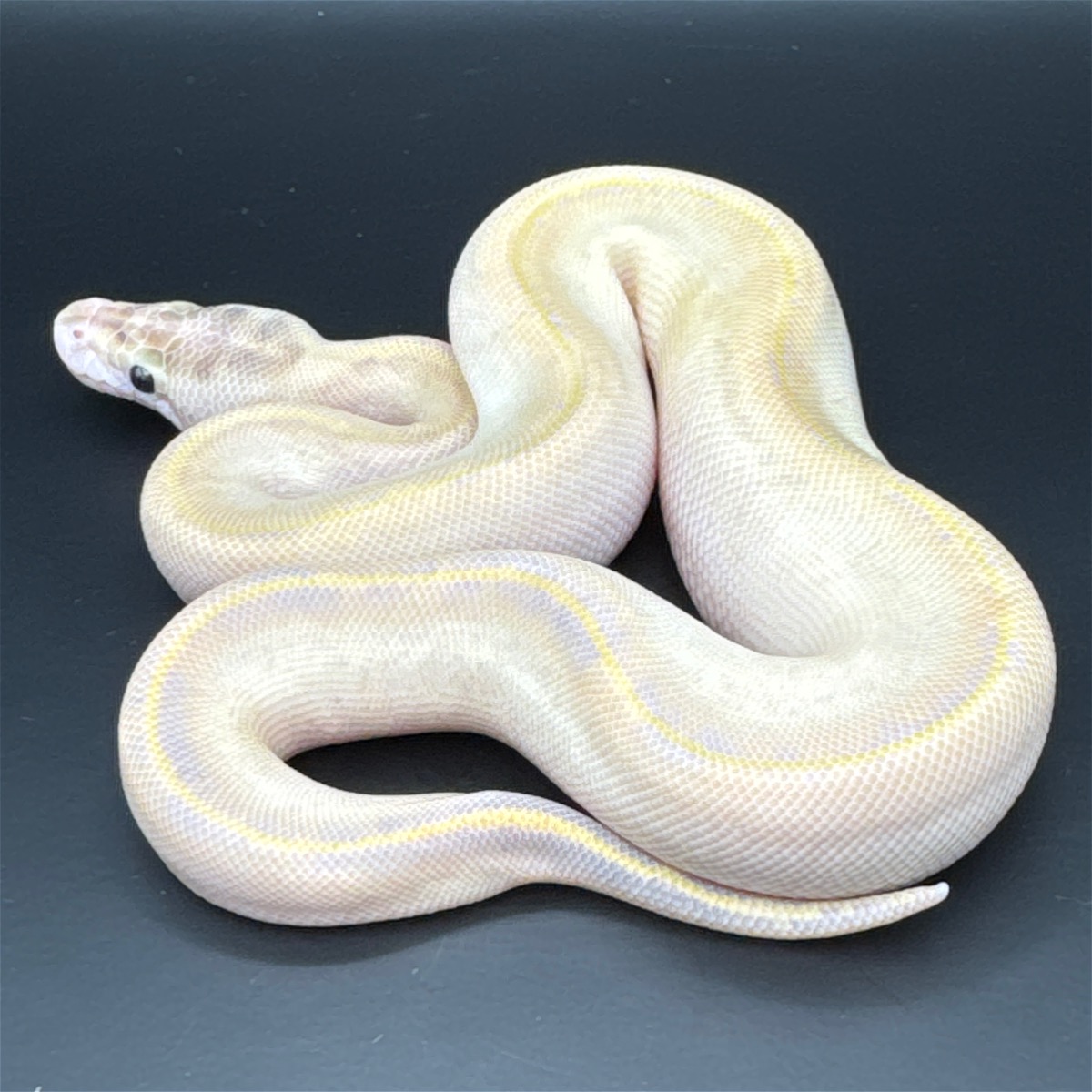 animal image