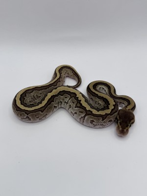 animal image