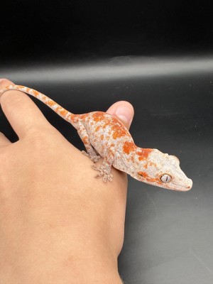 animal image