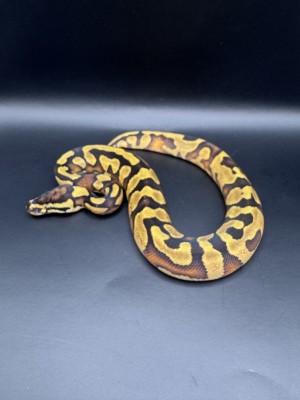 animal image