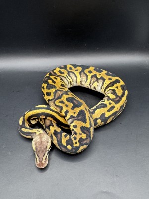 animal image