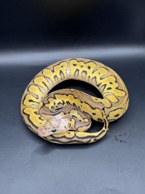 animal image