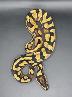 animal image