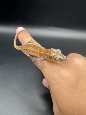 animal image