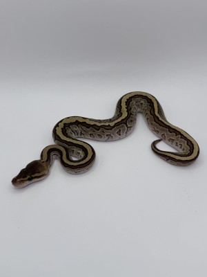 animal image