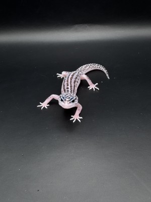 animal image