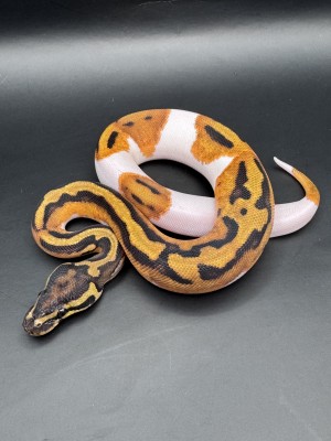 animal image