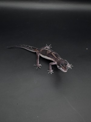 animal image