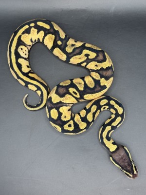 animal image