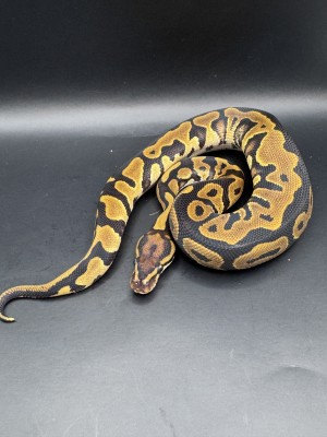 animal image