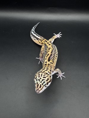 animal image