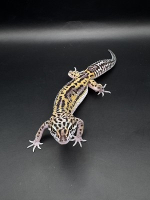 animal image
