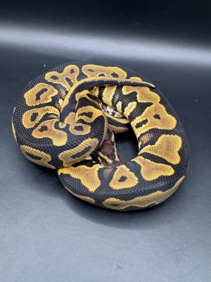 animal image
