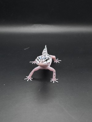 animal image