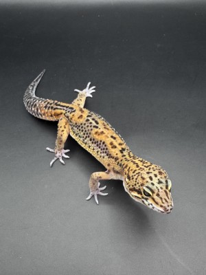 animal image