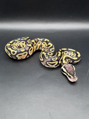 animal image