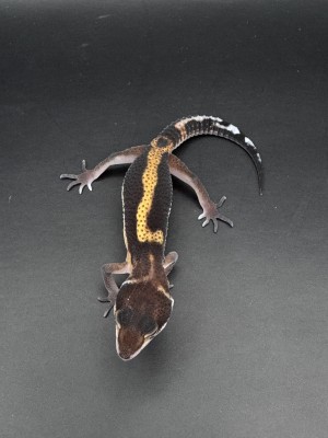 animal image