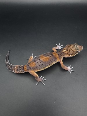 animal image